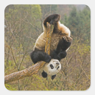 Wolong Panda Reserve, China, 2 1/2 yr old Square Sticker