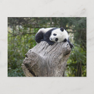 Wolong Reserve, China, Baby panda asleep Postcard