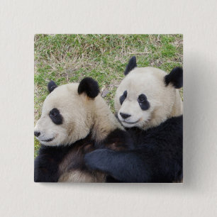 Wolong Reserve, China, Giant panda hugging 15 Cm Square Badge
