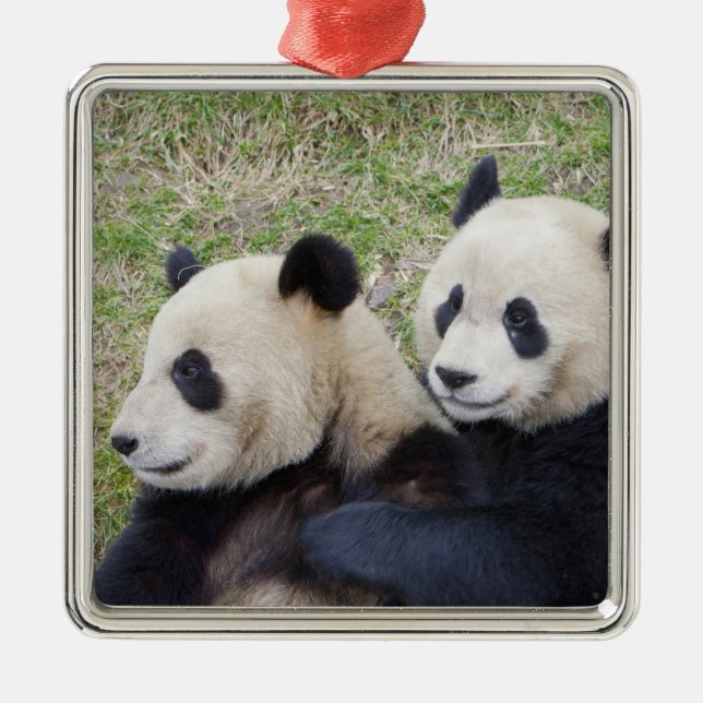 Wolong Reserve, China, Giant panda hugging Metal Tree Decoration (Front)