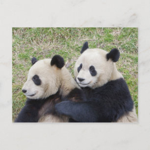 Wolong Reserve, China, Giant panda hugging Postcard