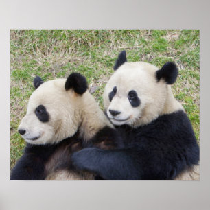 Wolong Reserve, China, Giant panda hugging Poster