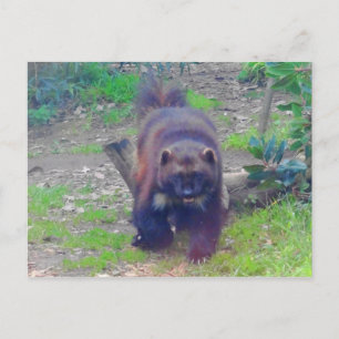 Wolverine #1 Postcard