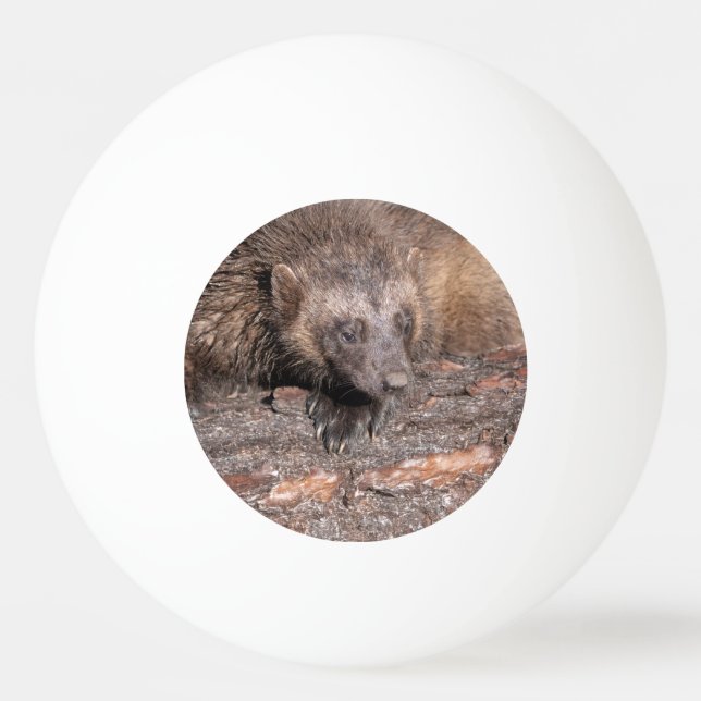 Wolverine Close Encounter Ping Pong Ball (Front)