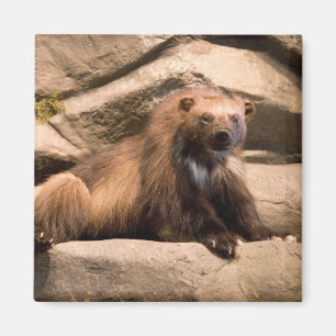 Wolverine Magnet