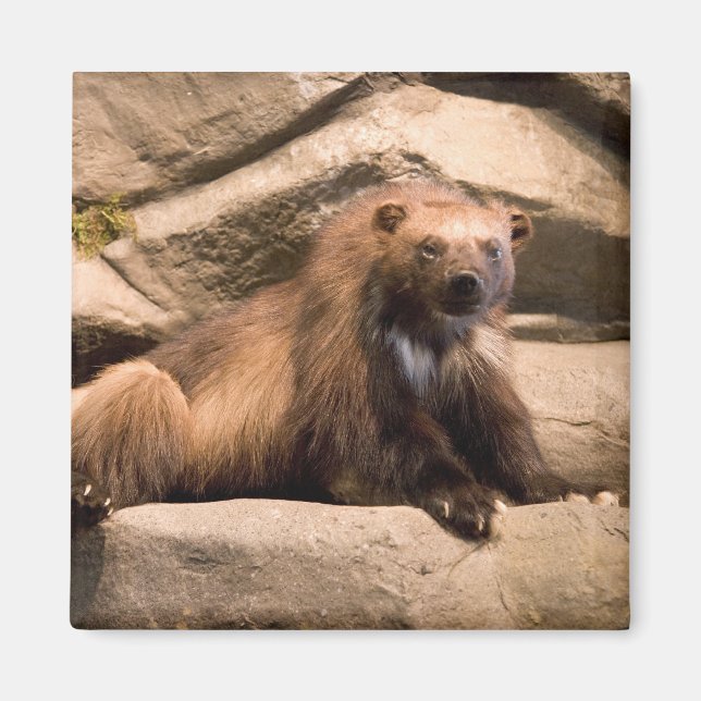 Wolverine Magnet (Front)