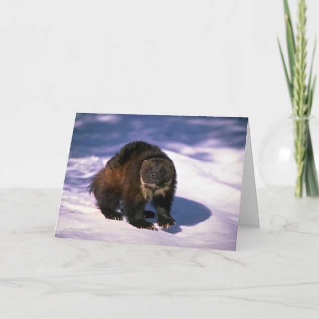 Wolverine on snow card (Front)