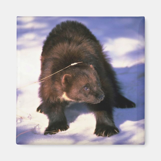 Wolverine on snow magnet (Front)