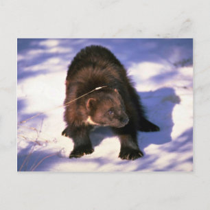 Wolverine on snow postcard