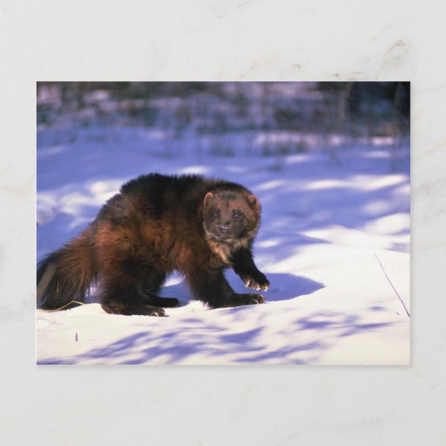 Wolverine on snow postcard (Front)