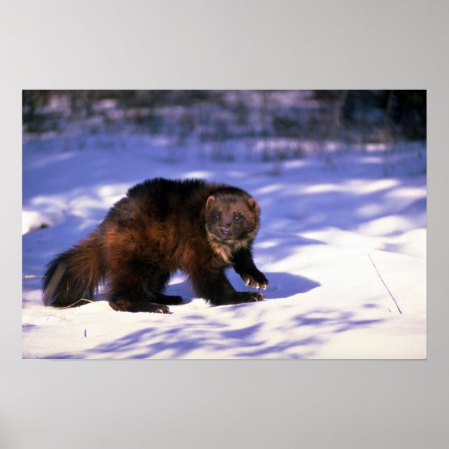 Wolverine on snow poster (Front)