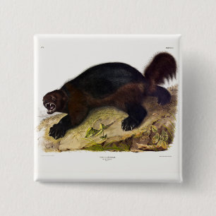 Wolverine or Wolverene (Gulo gulo) by Audubon 15 Cm Square Badge