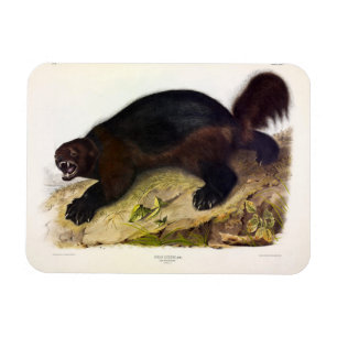 Wolverine or Wolverene (Gulo gulo) by Audubon Magnet