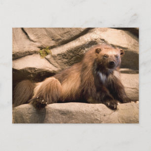 Wolverine Postcard