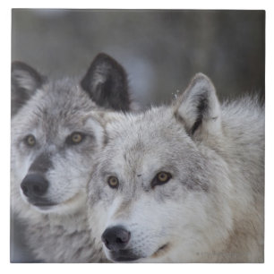 Wolves (Canus lupus) from West Yellowstone. This Tile