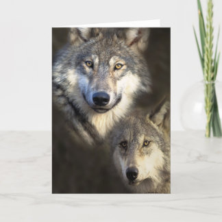 Wolves Card