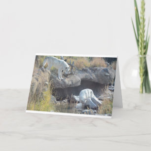 Wolves Forest Nature Country Peace Love Animal Card