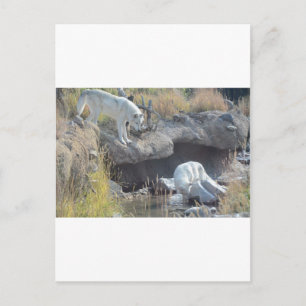 Wolves Forest Nature Country Peace Love Animal Postcard