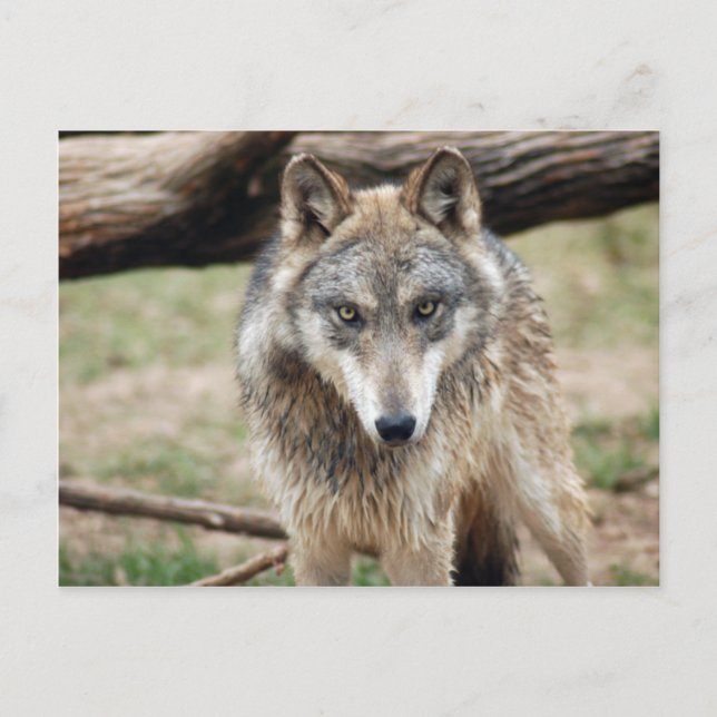 Wolves Grey Wolf Postcard (Front)