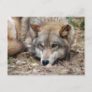Wolves Grey Wolf Postcard