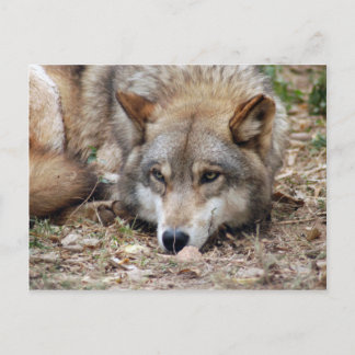 Wolves Grey Wolf Postcard