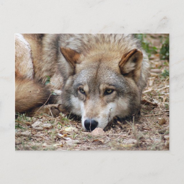 Wolves Grey Wolf Postcard (Front)
