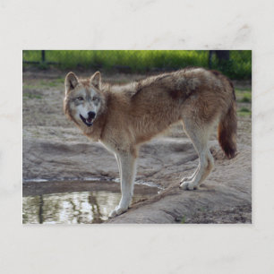 Wolves Grey Wolf Postcard