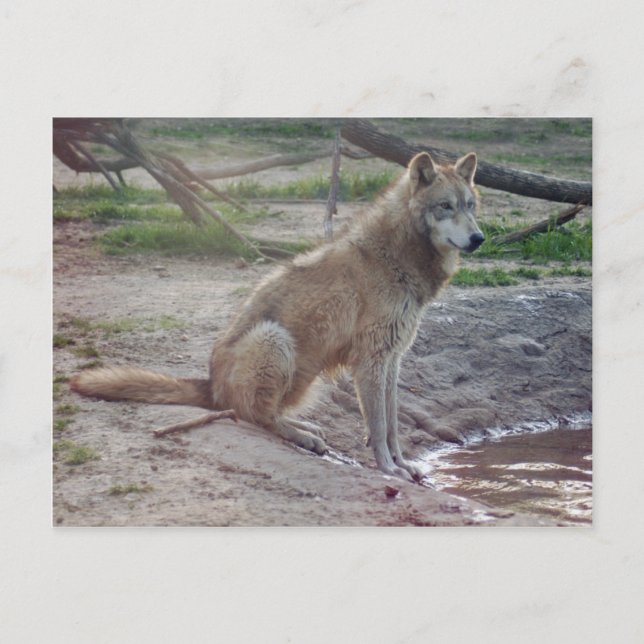 Wolves Grey Wolf Postcard (Front)