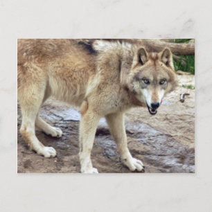 Wolves Grey Wolf Postcard