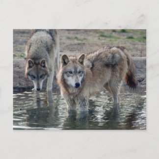 Wolves Grey Wolf Postcard