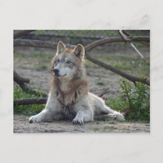 Wolves Grey Wolf Postcard