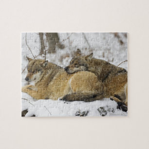 Wolves in the Bavarian Woods Jigsaw Puzzle