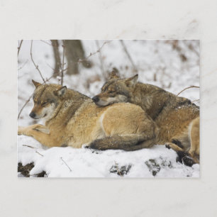 Wolves in the Bavarian Woods Postcard