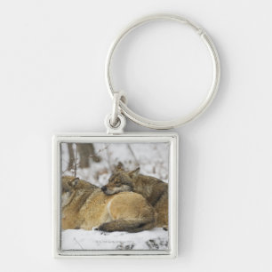 Wolves in the Bawarian Wood Key Ring