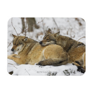 Wolves in the Bawarian Wood Magnet
