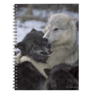 Wolves in the Snow Montana, USA Notebook