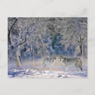 Wolves of Yellowstone Postcard