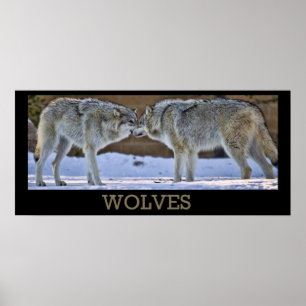 Wolves Of Yellowstone Poster