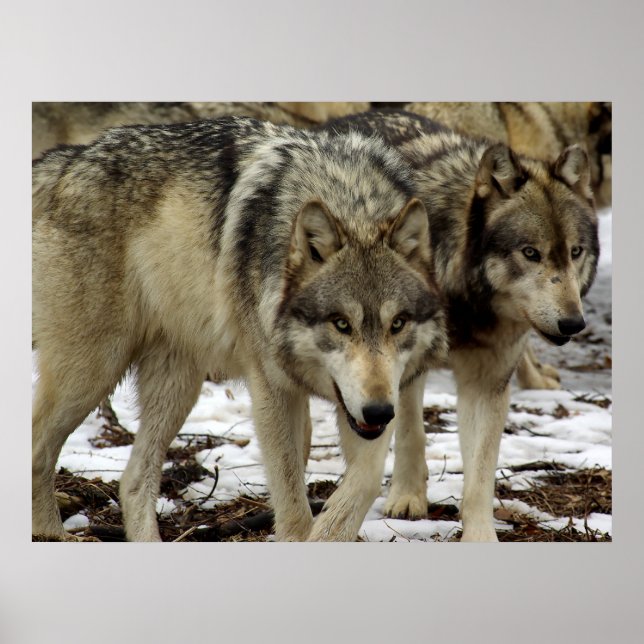 Wolves on the Prowl Poster (Front)