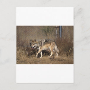 WOLVES POSTCARD