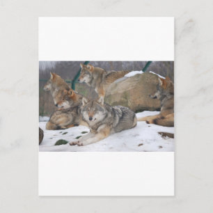 Wolves Postcard