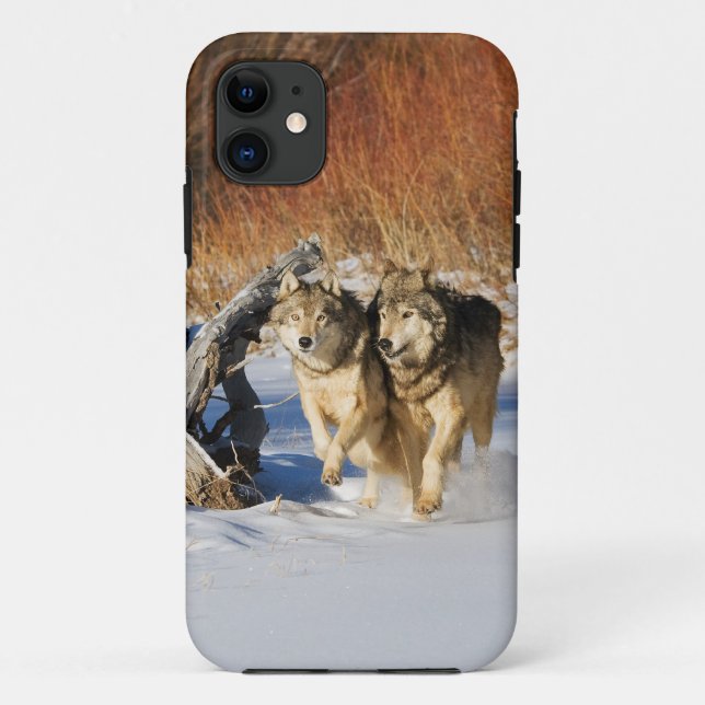 Wolves Running in Snow iPhone 4 Case (Back)