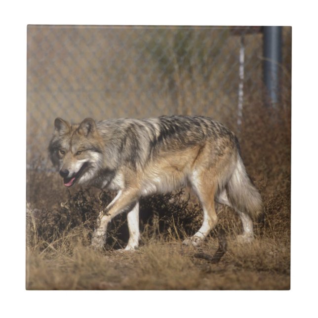 WOLVES TILE (Front)
