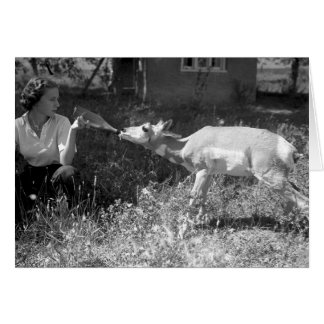 Woman bottle feeding an antelope