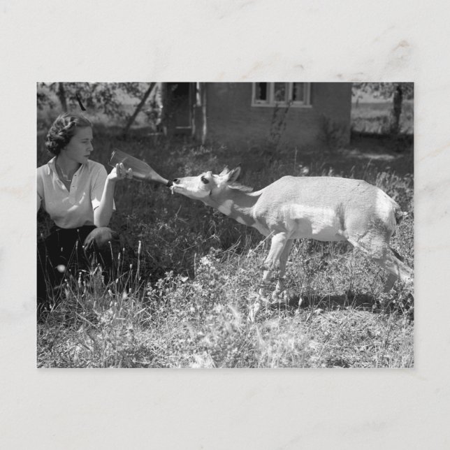 Woman bottle feeding an antelope. postcard (Front)