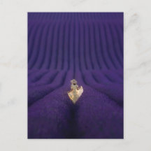 Woman in a lavender field