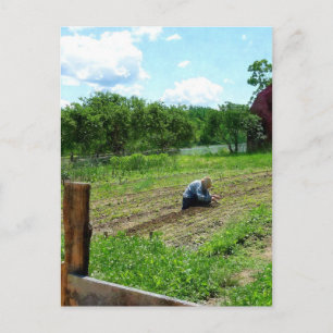Woman Planting Garden Near Barn Postcard