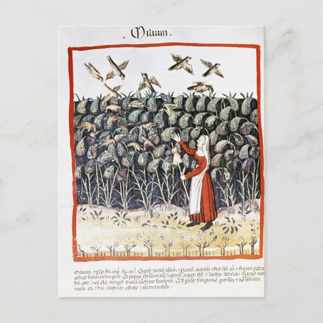 Woman Protecting her Crop of Millet Postcard (Front)