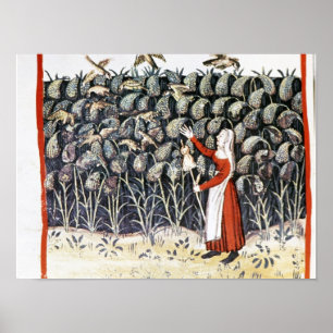 Woman Protecting her Crop of Millet Poster