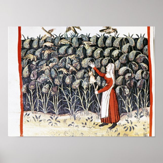 Woman Protecting her Crop of Millet Poster (Front)
